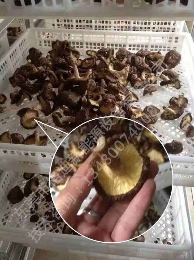 广西南宁北部香菇菌菇类烘干设备案例